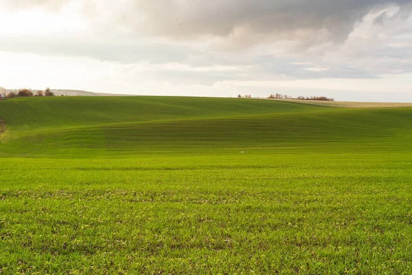 Mavi gökyüzü ve bulutlu buğday tarlası. Doğa manzarası. Ukrayna 'nın kırsal kesiminde. Zengin hasat kavramı. 