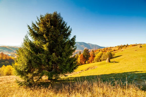Ukrayna kırsalının panoramik manzarası, yalnız rüzgarlı ağaç, yuvarlanan tepeler ve gün batımında yeşil alanlar. Karpatlar, Synevyr geçidi.