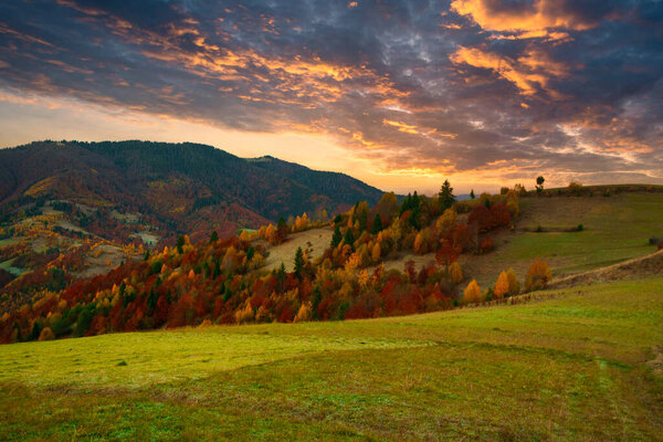 Ukraine. Warm autumn in the Carpathians. Very beautiful picturesque, beech, birch and pine forests on the slopes of the Synevyr Mountains glow with bright colors against the backdrop of sunset.