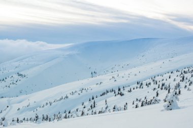 Kardan sonra karla kaplı köknar ormanı ve kış günü sisli gri gökyüzü. Karpat Dağları, Ukrayna