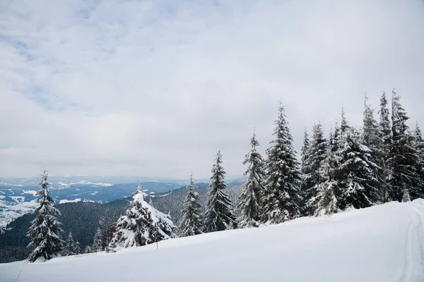 Montagnes des Carpates, Ukraine. Arbres couverts de givre et de neige dans les montagnes d'hiver - Noël fond neigeux — Photo