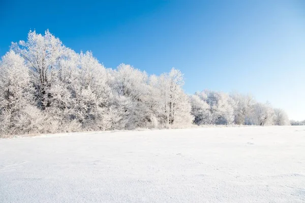 Kar yağışı sırasında don kaplı kuru bitkilerle kış atmosferik manzarası. Kış Noel arkaplanı — Stok fotoğraf