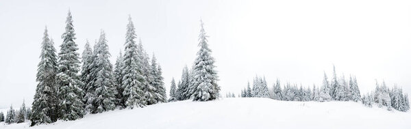Carpathian mountains, Ukraine. Trees covered with hoarfrost and snow in winter mountains - Christmas snowy background