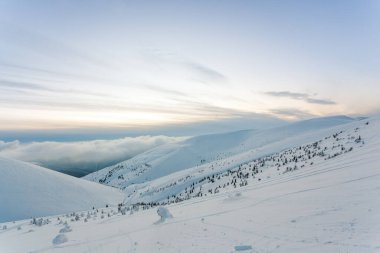 Kardan sonra karla kaplı köknar ormanı ve kış günü sisli gri gökyüzü. Karpat Dağları, Ukrayna