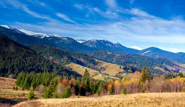 Magnifique paysage magnifique avec forêt de montagnes et prairie avec des arbres dans les montagnes des Carpates, Ukraine. — Photo