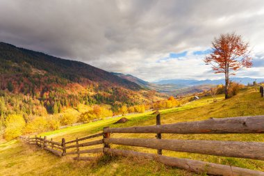 Güneşin altında parlayan sihirli sarı ağaçlar. Olağanüstü ve güzel bir sahne. Turist eğlencesi. Karpat Dağları, Ukrayna. Güzellik dünyası.