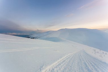 Kardan sonra karla kaplı köknar ormanı ve kış günü sisli gri gökyüzü. Karpat Dağları, Ukrayna