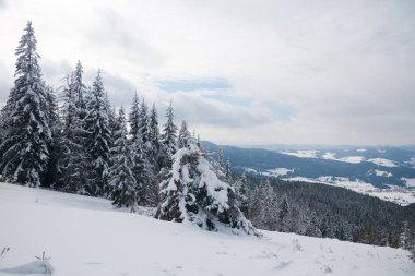 Karpat Dağları, Ukrayna. Kış dağlarında karla kaplı ağaçlar - Noel karlı zemin