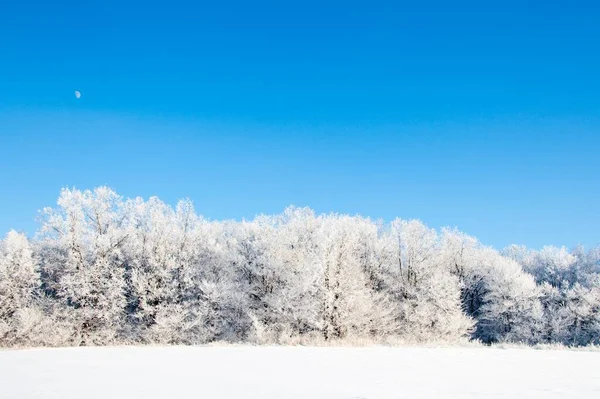 Kar yağışı sırasında don kaplı kuru bitkilerle kış atmosferik manzarası. Kış Noel arkaplanı — Stok fotoğraf