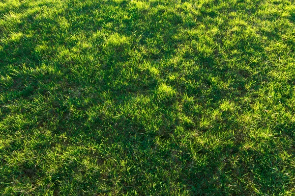 Abstrakte breite farbige zerkratzte Grunge Hintergrund - grün — Stockfoto