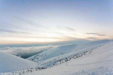 Kardan sonra karla kaplı köknar ormanı ve kış günü sisli gri gökyüzü. Karpat Dağları, Ukrayna