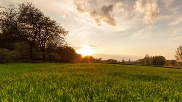 Ucrânia. Campo de trigo verde ao pôr do sol sol reluz grama verão dia árvores céu fileiras — Vídeo de Stock