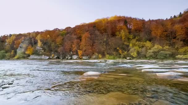 강 유역에 물이 흐르고 있다. 구릉지의 산줄기. 천연의 흐름. 관광 과 여행은 우크라이나,스 트리 산에서 한다. 가을의 멋진 자연 경관 이 군. 고산 지대의 강들의 급류. — 비디오