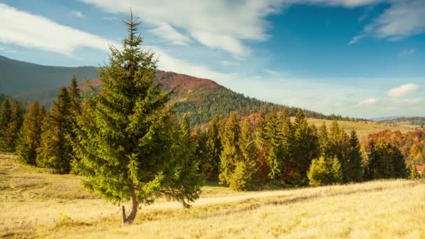 Carpathians, Ukraine. Autumn landscape with fog in the mountains. Fir forest on the hills. Lonely Christmas tree on a meadow. Europe Shipit Carpathians National Park. — Stockvideo