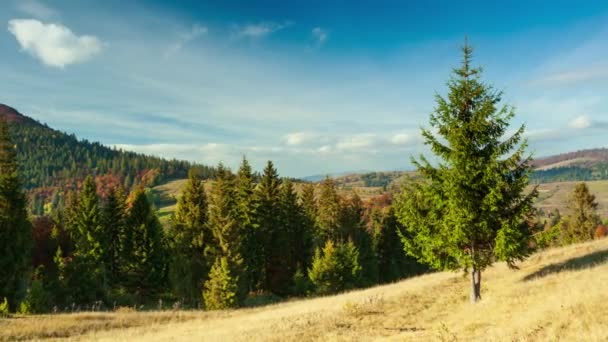 우크라이나, 카르파티아. 산에 안개가 자욱 한 가을 풍경. 언덕 위의 파라오 숲. 초원의 외로운 크리스마스 트리. 유럽의 조선소 카르파티아 국립 공원. — 비디오