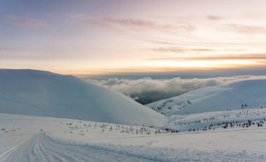 Kardan sonra karla kaplı köknar ormanı ve kış günü sisli gri gökyüzü. Karpat Dağları, Ukrayna