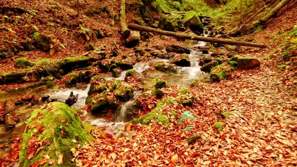 Ukrajina. Jemné vodopády potoka kolem mechem porostlých skal obklopených stromy zdobenými podzimním listím v Karpatech. Národní park Shypit Karpathians. — Stock video