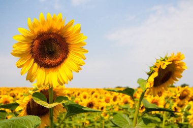 Harkov, Ukrayna. Güneşli günlerde ve sıcak havada gökyüzünün arka planında ayçiçeği tarlaları çiçek açıyor. Ayçiçeği sebze yağı üretimi için ekilen popüler bir tarladır..
