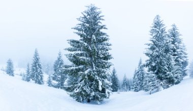 Karla kaplı ağaçlarla kaplı güzel bir kış manzarası. Kış dağları.