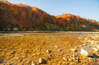 Sonbaharda şelalenin manzarası. Sonbahar renklerinde şelale. Sonbahar manzarasında dağ nehri. Ukrayna, Stryj Nehri.