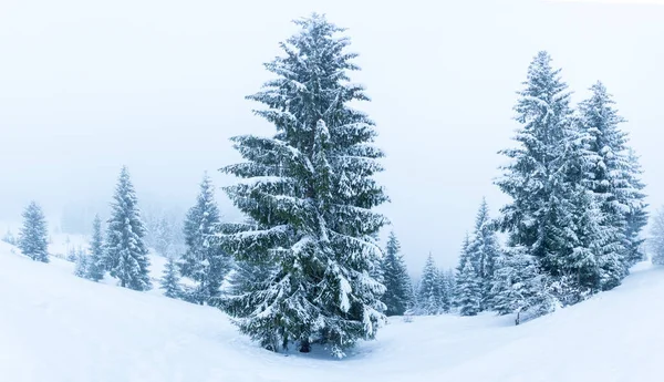 Karla kaplı ağaçlarla kaplı güzel bir kış manzarası. Kış dağları.