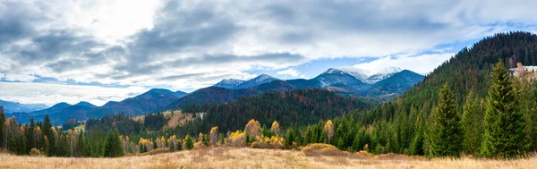 ภูมิทัศน์ที่สวยงามที่งดงามที่มีภูเขา ป่าและทุ่งหญ้าที่มีต้นไม้ในภูเขา Carpathian, ยูเครน . — ภาพถ่ายสต็อก