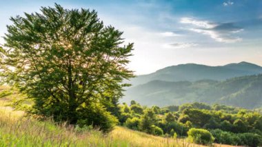 Gün batımında harika bir orman ve çimenli çayır. Altın güneş ufukta beliriyor, günün sonunda. Altın saat boyunca çekim yapmak. Synevyr Geçidi, Karpatlar, Ukrayna 'da dinlenme yeri..