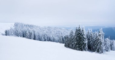 Karpat Dağları, Ukrayna. Kış dağlarında karla kaplı ağaçlar - Noel karlı zemin