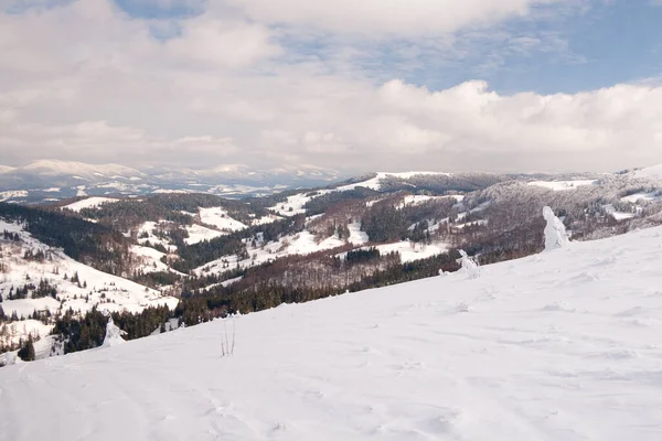 Montanhas Cárpatas, Ucrânia. Maravilhosos abetos cobertos de neve contra o pano de fundo de picos de montanha. Vista panorâmica da pitoresca paisagem de inverno nevado. Dia ensolarado lindo e tranquilo. — Fotografia de Stock