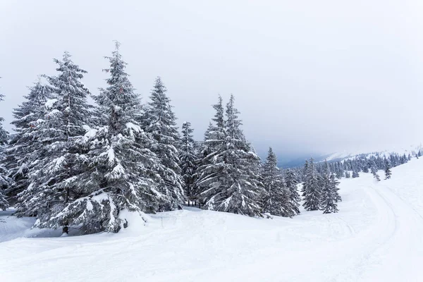 Bosque de abeto cubierto de nieve congelado después de nevadas y cielo gris en neblina en el día de invierno. Montañas Cárpatos, Ucrania — Foto de Stock