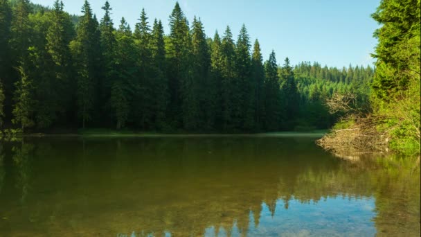 Beautiful nature and a wonderful landscape with lush green forests and vegetation around the pearl of the Carpathians - Lake Synevyr. Carpathians in Ukraine. Mystical fog over the great firs. — Stock Video