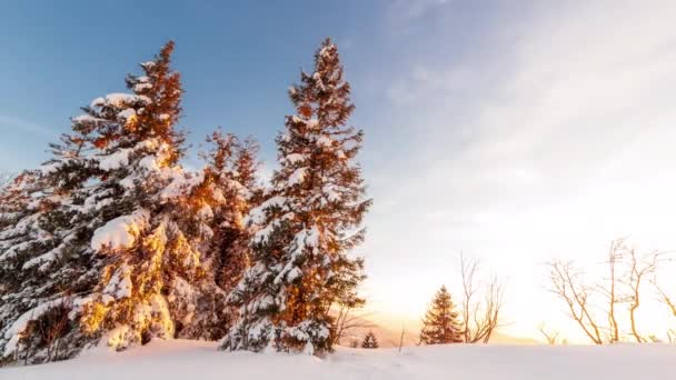 Όμορφο χειμερινό τοπίο στα βουνά. Ο ήλιος διαπερνά τα καλυμμένα με χιόνι κλαδιά του έλατου. Έδαφος και δέντρα καλυμμένα με παχύ στρώμα φρέσκου αφράτου χιονιού — Αρχείο Βίντεο