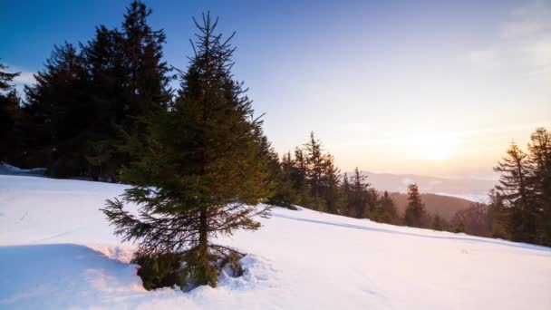Piękny zimowy krajobraz w górach. Słońce przebija się przez pokryte śniegiem gałęzie jodły. Ziemia i drzewa pokryte grubą warstwą świeżego puszystego śniegu — Wideo stockowe