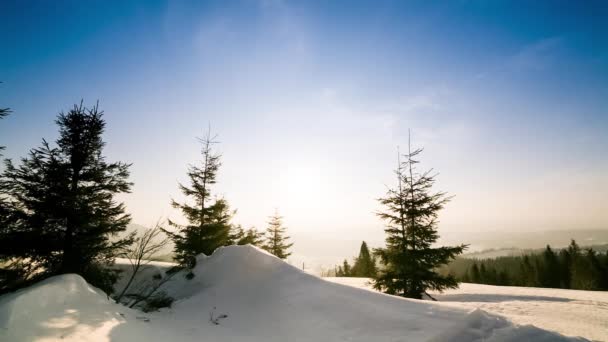 Prachtig winterlandschap in de bergen. De zon breekt door de besneeuwde takken van de dennenboom. Bodem en bomen bedekt met dikke laag verse pluizige sneeuw — Stockvideo