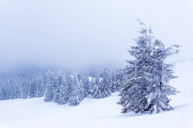 Kardan sonra karla kaplı köknar ormanı ve kış günü sisli gri gökyüzü. Karpat Dağları, Ukrayna