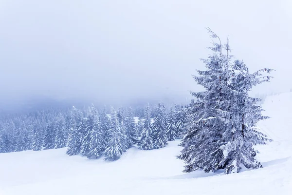 Forêt gelée de sapins enneigés après les chutes de neige et le ciel gris dans la brume le jour d'hiver. Montagnes des Carpates, Ukraine — Photo
