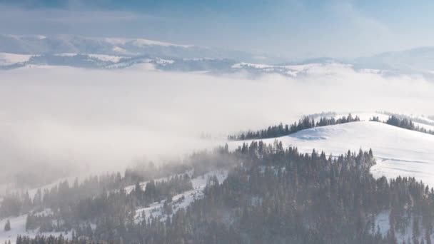 Napkelte a téli hegyi erdő antennáján. Frosty senki természet táj. Alpesi hó borította fák a reggeli ködben. Lélegzetelállító természeti szépség. Napkelte rózsaszín fény. Fenyőerdők. — Stock videók