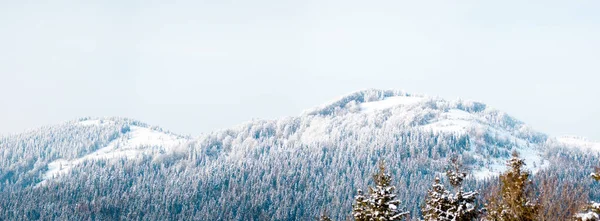 Montañas Cárpatas, Ucrania. Árboles cubiertos de heladas y nieve en las montañas de invierno - Fondo nevado de Navidad — Foto de Stock