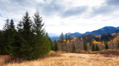 Dağlarla, ormanlarla ve Ukrayna 'daki Karpat Dağları' ndaki ağaçlarla harika bir manzara..