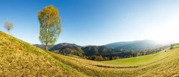 Csodálatos őszi táj kilátással a nyírfák sárga levelek dombon a Kárpátok Ukrajna. — Stock Fotó