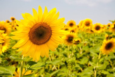 Harkov, Ukrayna. Güneşli günlerde ve sıcak havada gökyüzünün arka planında ayçiçeği tarlaları çiçek açıyor. Ayçiçeği sebze yağı üretimi için ekilen popüler bir tarladır..