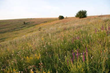 Sarı çiçekli şifalı bitkiler Hypericum, bitki ya da çalılık. Karakteristik sarı beş yapraklı ve çift oval yapraklı, çeşitli hastalıkların tedavisinde kullanılan tedavi amaçlı.