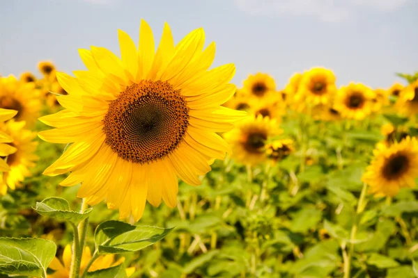 Harkov, Ukrayna. Güneşli günlerde ve sıcak havada gökyüzünün arka planında ayçiçeği tarlaları çiçek açıyor. Ayçiçeği sebze yağı üretimi için ekilen popüler bir tarladır..
