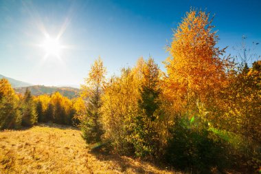 Sonbahar günü Ukrayna Karpatlar renkli ağaçlar, pus parlayan güneş ışınları muhteşem ışık efektleri ile nazik. Kayın huş blue Dağları arka plan üzerinde çok güzel