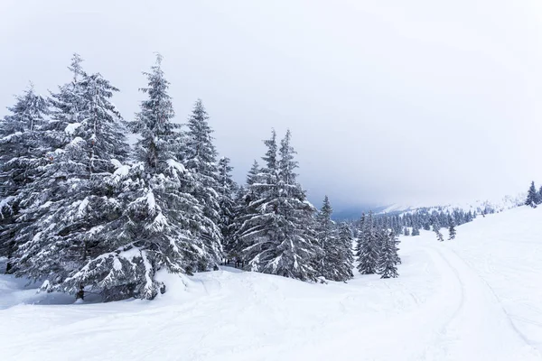 Bosque de abeto cubierto de nieve congelado después de nevadas y cielo gris en neblina en el día de invierno. Montañas Cárpatos, Ucrania — Foto de Stock
