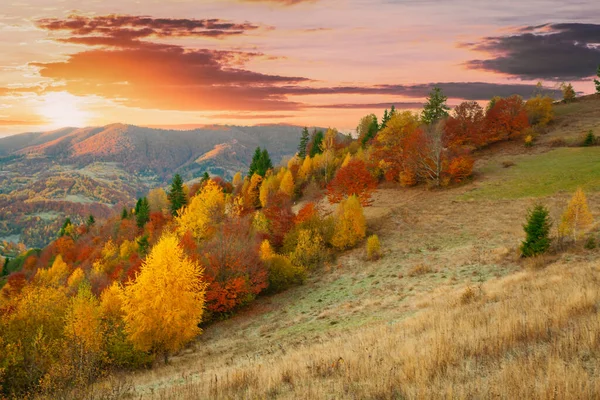 Jesienny dzień ukraińskich Karpat kolorowe drzewa, słońce świeci delikatne promienie haze z spektakularne efekty. Buk Brzoza jest bardzo piękny, na tle góry błękitne — Zdjęcie stockowe