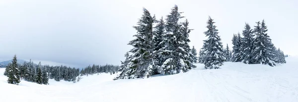 Bevroren besneeuwde dennenbos na sneeuwval en grijze lucht in de waas op winterdag. Karpaten, Oekraïne — Stockfoto