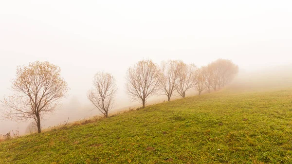 Beautiful summer Carpathians, in the early morning, shortly before sunrise. Beautiful sunrise over a mountain misty valley. Trees on a grassland hill in the foreground. — Photo