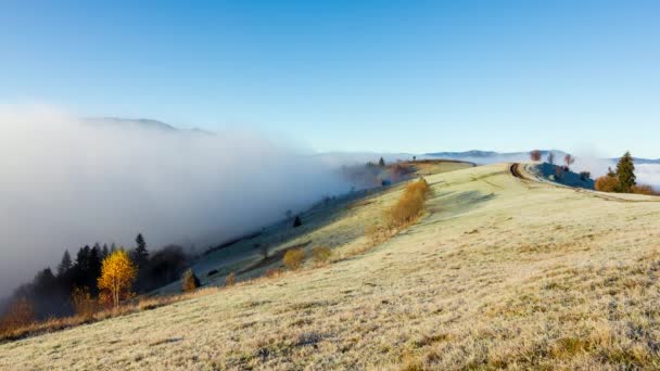 Fagyott fagy a fűben. Rejtélyes hegyvidéki táj egy ködös őszi reggelen. Csodálatos ködös erdő a hegyekben. Természetes háttér. Kék ég a színes táj felett — Stock videók