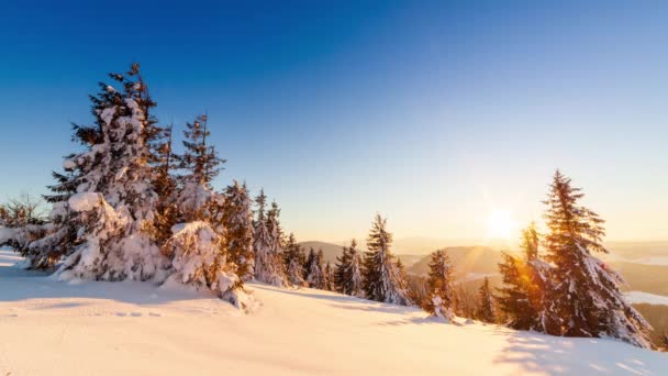 Dağlardaki güzel kış manzarası. Yükselen güneş, köknar ağacının karla kaplı dallarını delip geçer. Zemin ve ağaçlar kalın, yumuşak kar tabakalarıyla kaplı. — Stok video